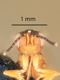 Isosomodes parkeri by the Smithsonian. Used under a CC0 license.