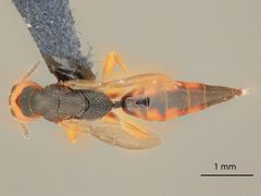 Isosomodes parkeri by the Smithsonian. Used under a CC0 license.