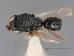 Neorileya ashmeadi by the Smithsonian. Used under a CC0 license.