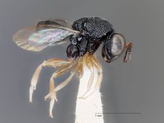 Neorileya ashmeadi by the Smithsonian. Used under a CC0 license.