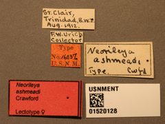 Neorileya ashmeadi by the Smithsonian. Used under a CC0 license.