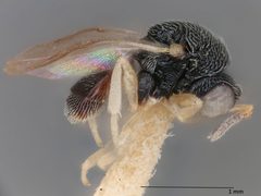Neorileya meridionalis by the Smithsonian. Used under a CC0 license.