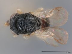 Neorileya meridionalis by the Smithsonian. Used under a CC0 license.