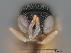 Neorileya meridionalis by the Smithsonian. Used under a CC0 license.