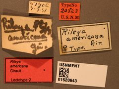 Rileya americana by the Smithsonian. Used under a CC0 license.