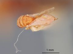 Rileya heterogaster by the Smithsonian. Used under a CC0 license.