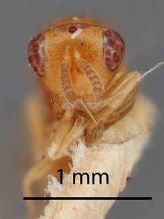 Rileya heterogaster by the Smithsonian. Used under a CC0 license.