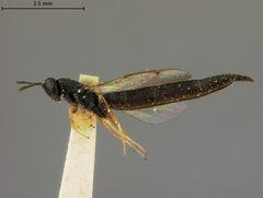 Rileya oecanthi by the Smithsonian. Used under a CC0 license.
