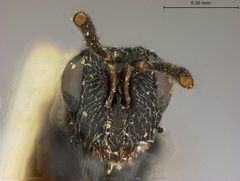Rileya oecanthi by the Smithsonian. Used under a CC0 license.