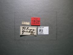 Rileya oecanthi by the Smithsonian. Used under a CC0 license.