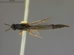 Rileya oecanthi by the Smithsonian. Used under a CC0 license.