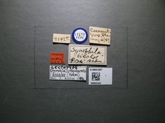 Sycophila bicolor by the Smithsonian. Used under a CC0 license.