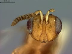 Sycophila bicolor by the Smithsonian. Used under a CC0 license.