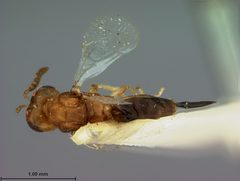 Sycophila bicolor by the Smithsonian. Used under a CC0 license.
