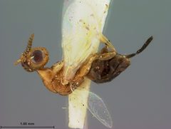 Sycophila bicolor by the Smithsonian. Used under a CC0 license.