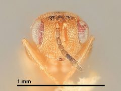 Sycophila butcheri by the Smithsonian. Used under a CC0 license.