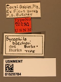 Sycophila butcheri by the Smithsonian. Used under a CC0 license.