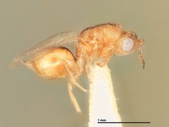 Sycophila butcheri by the Smithsonian. Used under a CC0 license.