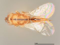 Sycophila butcheri by the Smithsonian. Used under a CC0 license.