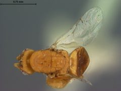 Sycophila incerta by the Smithsonian. Used under a CC0 license.