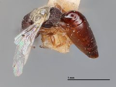 Systole brachyptera by the Smithsonian. Used under a CC0 license.