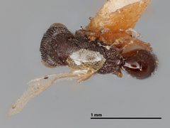 Systole brachyptera by the Smithsonian. Used under a CC0 license.