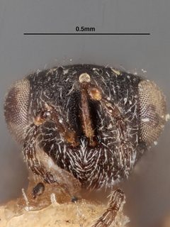 Systole brachyptera by the Smithsonian. Used under a CC0 license.