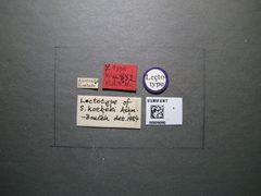 Systole koebelei by the Smithsonian. Used under a CC0 license.
