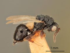 Tenuipetiolus rubra by the Smithsonian. Used under a CC0 license.