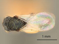 Tenuipetiolus rubra by the Smithsonian. Used under a CC0 license.