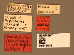 Tenuipetiolus rubra by the Smithsonian. Used under a CC0 license.