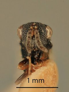 Tenuipetiolus rubra by the Smithsonian. Used under a CC0 license.