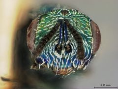 Eutrichosoma mirabile by the Smithsonian. Used under a CC0 license.