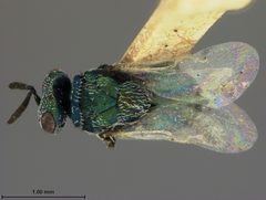 Eutrichosoma mirabile by the Smithsonian. Used under a CC0 license.