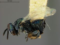 Eutrichosoma mirabile by the Smithsonian. Used under a CC0 license.