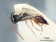 Anacharis mexicanus by the Smithsonian. Used under a CC0 license.
