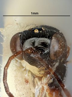 Anacharis mexicanus by the Smithsonian. Used under a CC0 license.