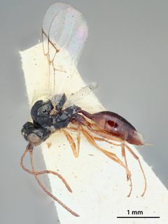 Anacharis mexicanus by the Smithsonian. Used under a CC0 license.