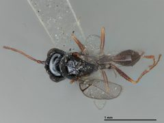 Anacharis zealandica by the Smithsonian. Used under a CC0 license.