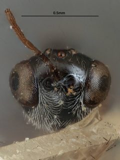 Anacharis zealandica by the Smithsonian. Used under a CC0 license.