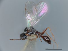 Anacharis zealandica by the Smithsonian. Used under a CC0 license.