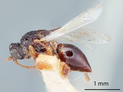 Aspicera similis by the Smithsonian. Used under a CC0 license.