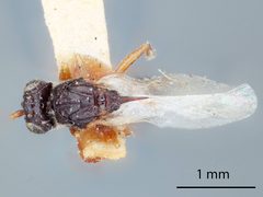 Aspicera similis by the Smithsonian. Used under a CC0 license.