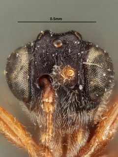 Aspicera similis by the Smithsonian. Used under a CC0 license.