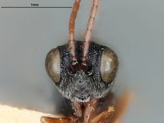Aspicera utahensis by the Smithsonian. Used under a CC0 license.