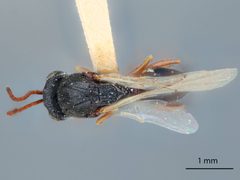 Aspicera utahensis by the Smithsonian. Used under a CC0 license.