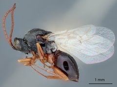 Aspicera utahensis by the Smithsonian. Used under a CC0 license.
