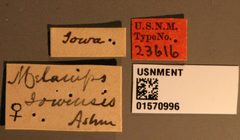 Melanips iowensis by the Smithsonian. Used under a CC0 license.
