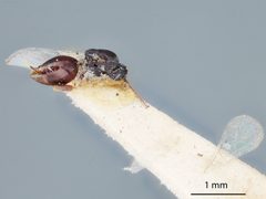 Melanips iowensis by the Smithsonian. Used under a CC0 license.