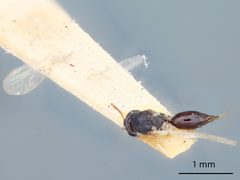 Melanips iowensis by the Smithsonian. Used under a CC0 license.